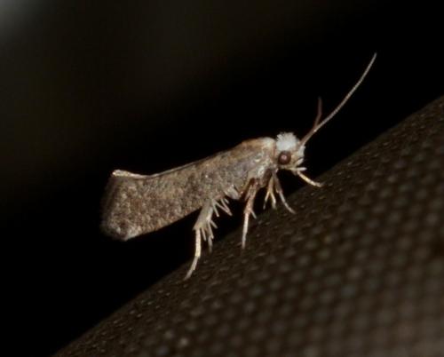 Réf. 239 571 : Swammerdamia compunctella